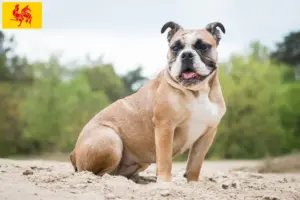 Lees meer over het artikel Olde Engelse Bulldog fokkers en pups in Wallonië