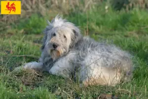 Lees meer over het artikel PON fokkers en pups in het Waalse Gewest