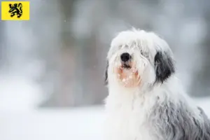 Lees meer over het artikel PON fokkers en pups in Vlaanderen