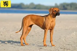 Lees meer over het artikel Rhodesian Ridgeback fokkers en pups in Vlaanderen