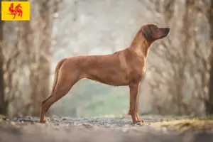 Lees meer over het artikel Rhodesian Ridgeback fokkers en pups in Wallonië