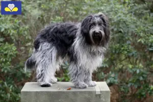 Lees meer over het artikel Schapendoes fokkers en pups in het Brussels Hoofdstedelijk Gewest