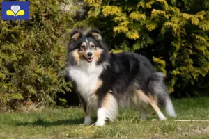 Lees meer over het artikel Sheltie fokkers en puppies in het Brussels Hoofdstedelijk Gewest