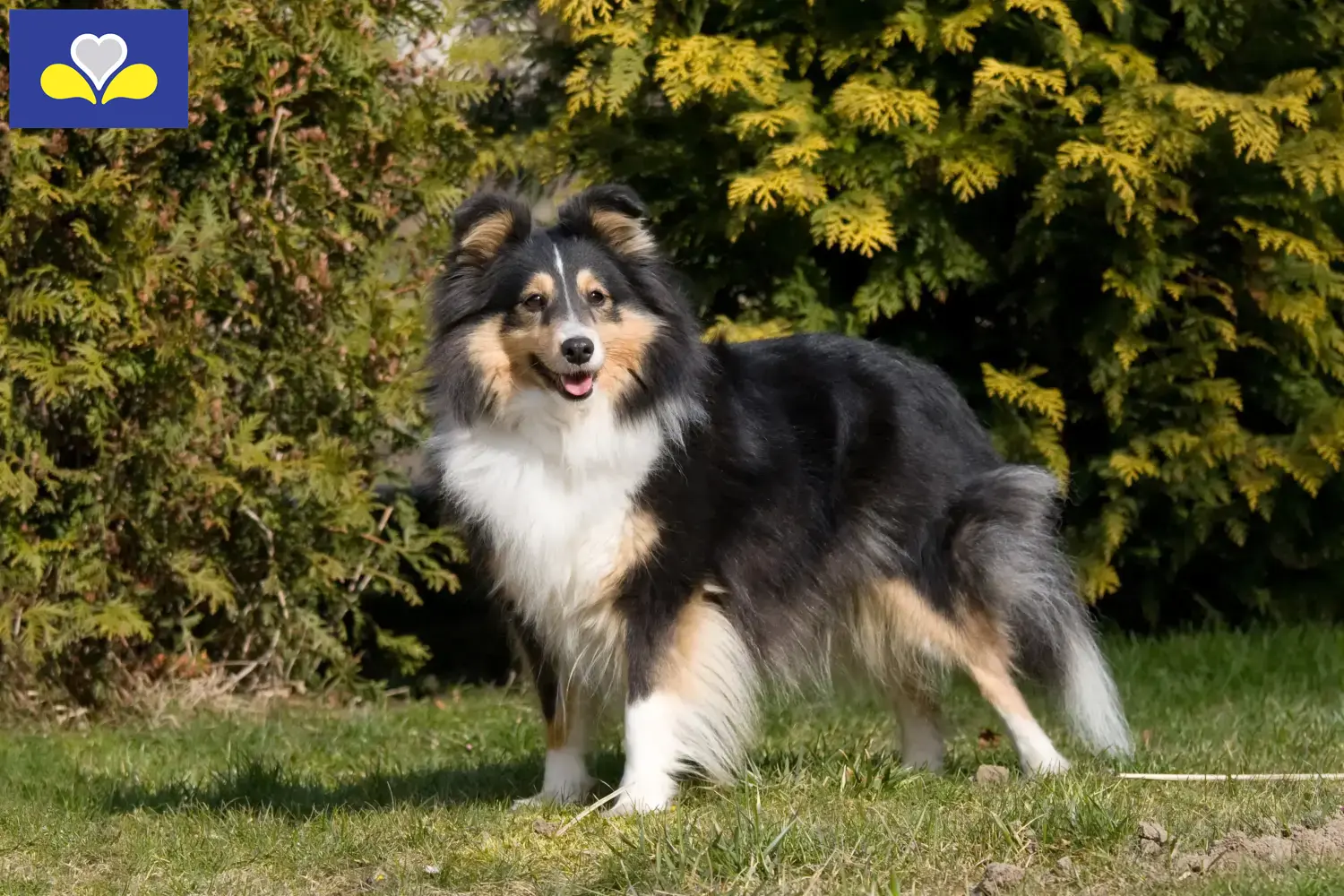 Lees meer over het artikel Sheltie fokkers en puppies in het Brussels Hoofdstedelijk Gewest