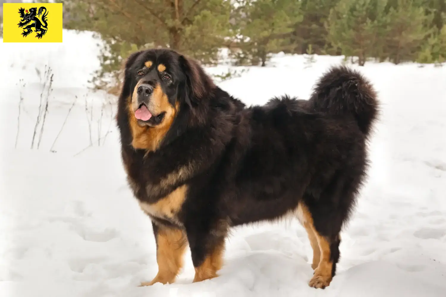 Lees meer over het artikel Tibetaanse Mastiff fokkers en pups in Vlaanderen