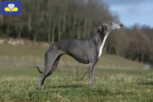 Lees meer over het artikel Whippet fokkers en puppies in het Brussels Hoofdstedelijk Gewest