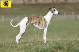 Lees meer over het artikel Whippet fokkers en pups in Vlaanderen