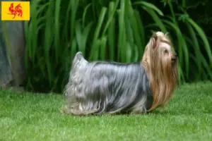 Lees meer over het artikel Yorkshire Terrier fokkers en pups in Wallonië