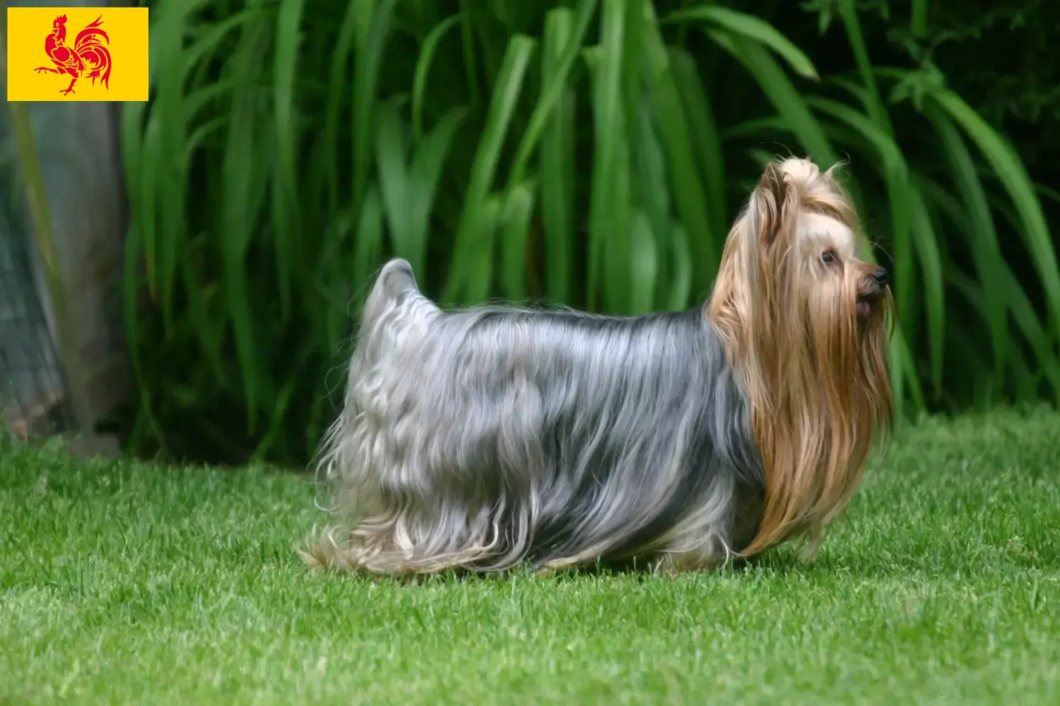 Lees meer over het artikel Yorkshire Terrier fokkers en pups in Wallonië